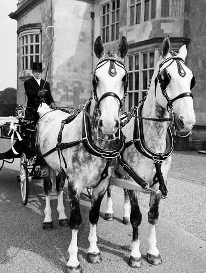 Horses and carriage outside Hartwell House 