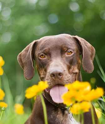Dog in daffodils